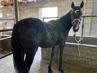 Продаю | Кобыла (самка), Жеребец | На забой