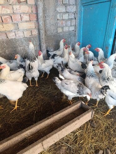 собаки в добрые руки: Порода: куры «Адлер» (белое оперение с чёрной окантовкой на шее — 7