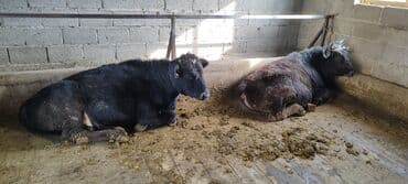 колбасный цех: Продаю | Бык (самец) | Для разведения | Привязанные — 3