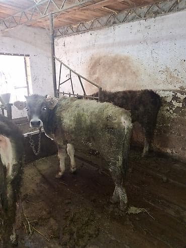высокодойная корова: Продаю | Бык (самец), Тёлка | Полукровка, Швицкая, Бельгийская | На откорм, Для разведения, Для молока | Племенные, Искусственник, Привязанные — 5