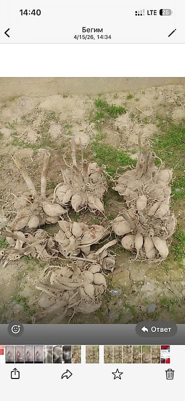 листы контейнера: Клубни георгин (Dahlia) – крупноцветковый сорт, махровые — 3