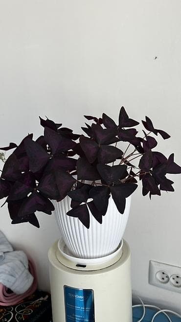 колокольчики: Оксалис треугольный (Oxalis triangularis), сорт «фиолетовый клевер» в — 1