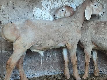 Продаю | Ягненок | Для разведения | Племенные