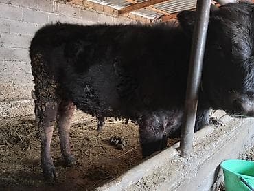 Продаю | Бык (самец) | На откорм | Привязанные