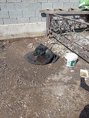 лягушка живая: Алабай отдаю даром — 3