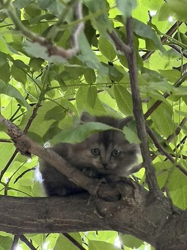 котёнок даром: Отдам даром пушистого котёнока с длинной шерстью и мягким подшёрстком — 2