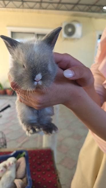 пушистая сиамская кошка: Кролики-декоративные, молодые. Разнообразные окрасы: белые с — 3