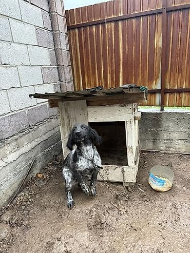 собакам: Дратхаар, 5 месяцев, Самец — 3