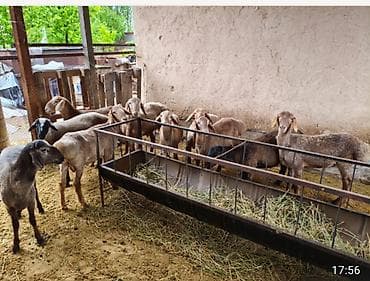 самый лучший сильный умный собака: Продаю | Овца (самка) | Для разведения — 2