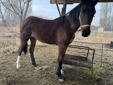 продам бу оборудование для птицефабрики: Продаю | Жеребенок | Рабочий | Племенные — 3