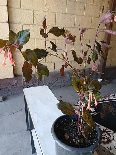 фуксия: Комнатное растение в горшке — фуксия (Fuchsia), кустовая форма. - — 1