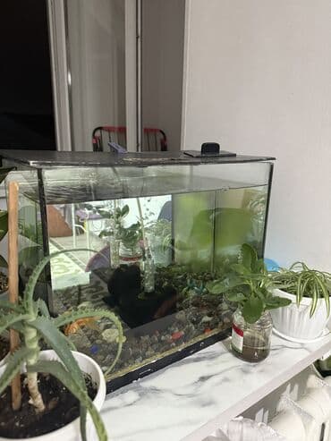 купить аквариумных рыбок в бишкеке: Срочно продается — 1