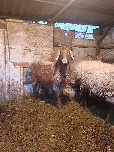 Коровы, быки: Продаю | Овца (самка) | Для разведения | Матка — 1