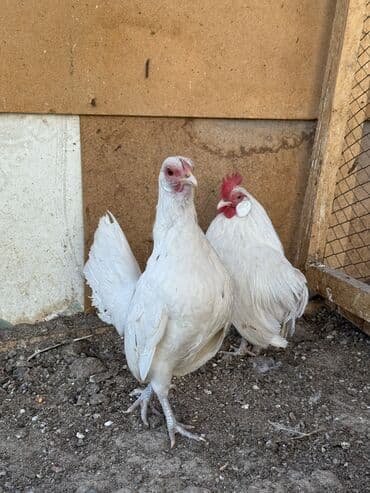 корм для форел: Продаю | Петух, Куры — 2