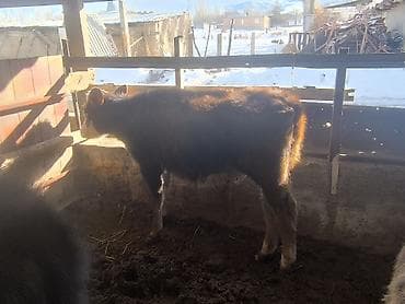 Башка жаныбарлар: Сатам | Музоо | Бордоп семиртүү үчүн — 6