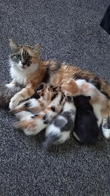 кошк: Котята от домашней кошки-черепахи - Помёт разноцветных котят — 1