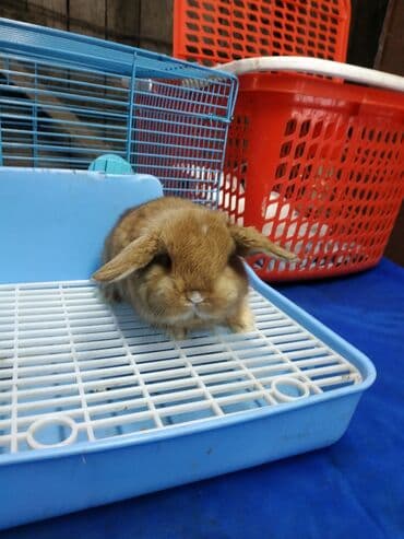 декоративные корсеты бишкек: Карликовые барашки разных расцветов. очень дружелюбные быстро — 3