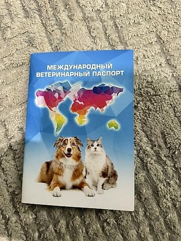 Шотландская вислоухая кошка (Scottish Fold) Пол: Женский Возраст: 10 — 7