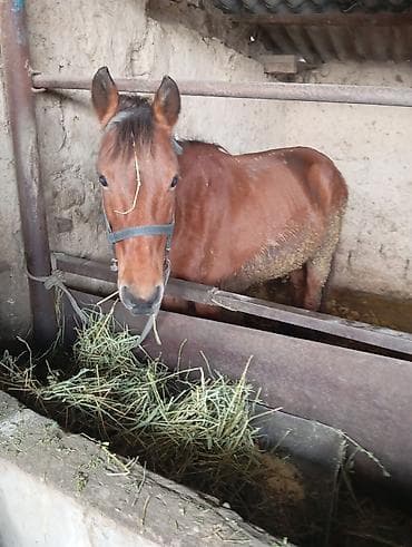 Үй жаныбарлары үчүн товарлар: Сатам | Тай | Жумушка — 3