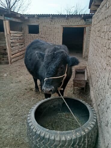 продам бычка: Продаю | Бык (самец) | На откорм | Привязанные — 4