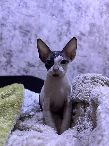 мышык парода: 🐾 Ищем самые заботливые и любящие семьи для наших котят 🐾 В продаже — 3