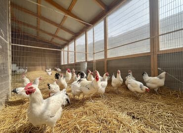 куплю собаку недорого: Тооктор короздор сатылат 50 баш бар адилер — 1