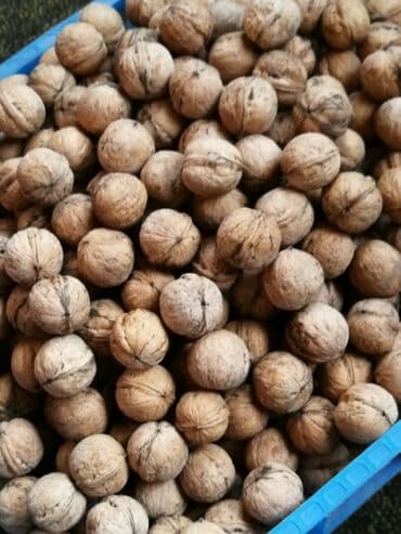 грецкий орех оптом: Продаю орех тонкокорый, прожарка, домашний — 2