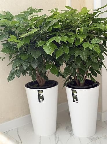 водные растения: 🌿Кофейной дерево 💰Бийиктиги : 110 горшогу менен 🏡 Үйгө, офиске — 2