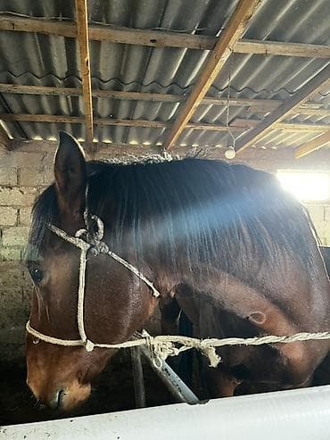 Продаю | Жеребец | Рабочий