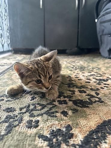 Мышыктар: Котята скотиш страйт - Возраст на фото: примерно 1–2 месяца. - — 3