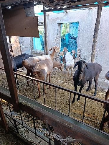 алабай: фото щенки: Продаю | Овца (самка) | Полукровка | Для разведения | Матка — 7