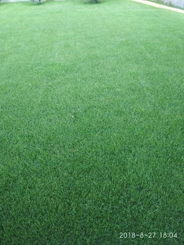 гортензии бишкек цена: Газон. Газон. Газон в бишкеке. Посев газона авто полив газоны для — 2