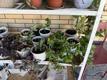 лимон цветы: Распродаю комнатные цветы срочно переезжаем — 3