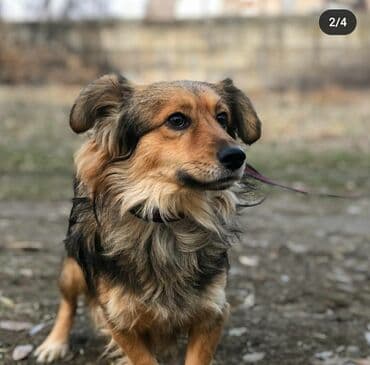 питомники собак бишкек: Ищет дом замечательный мальчишка, молодой-1 год, привит, от паразитов — 3