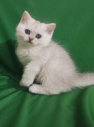 Шотландский короткошёрстный котёнококрас серебристая