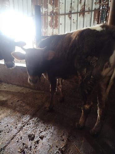 силос в брекетах: Продаю | Бык (самец) | Швицкая, Симментальская | Для разведения — 3