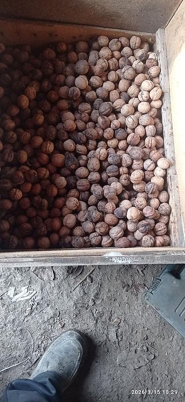 Грецкий орех в скорлупе 100 - Урожай в ящике, калибр смешанный -