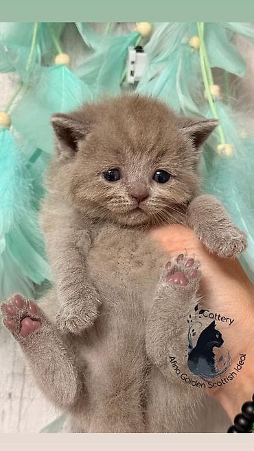 билгийская овчарка: Британская короткошёрстная, 1 месяц, Девочка, Лиловый, Приучена к лотку, Проглистована — 6