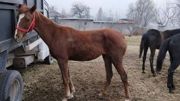 Грызуны: Продаю | Жеребенок | Полукровка | Конный спорт — 3