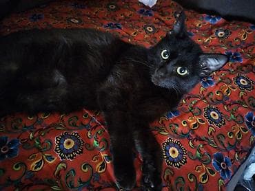 даром кошки: Отдам кошку очень ласковая и игривая к лотку ходит в еде особо не — 1