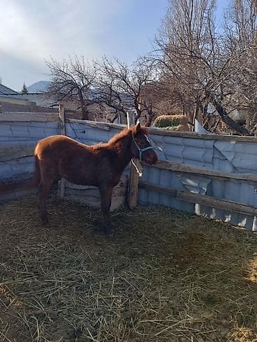 разведение животных: Продаю | Жеребец | Полукровка | Для разведения | Племенные — 2