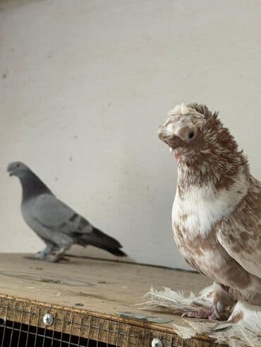 птица голуби: Продам два голубя — 3