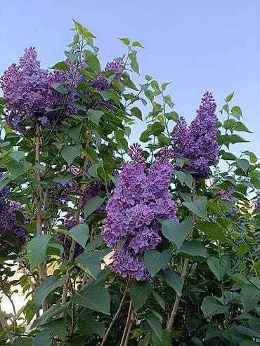 орхидеи фаленопсис: Сирень пурпурно-фиолетовая, крупноцветковая. Большие ветки по 50,100 — 5