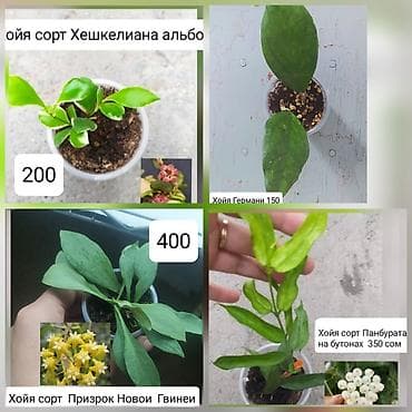 злата пальма: Продаю — 1