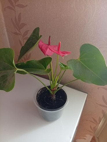 Кухонные принадлежности: Антуриум (Anthurium) в горшке - Компактное комнатное растение с — 1