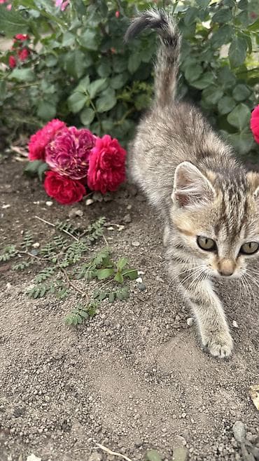 какие животные продаются в зоомагазине: 2 месяца, Девочка, Приучена к лотку — 3
