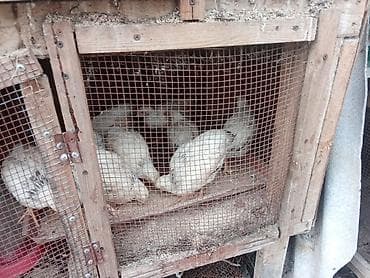 колбасный цех кара балта: Продаю | Цыплята | Полубрама, Домашняя, Леггорн | На забой — 5