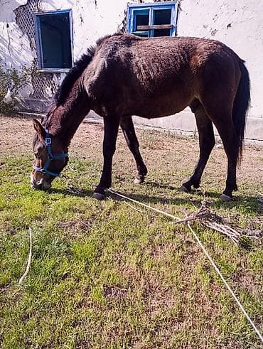стаф терьер: Продаю | Жеребец | Для разведения — 2