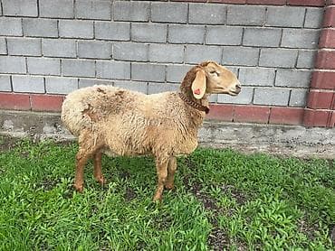 собака долматинец: Продаю | Овца (самка) | Для разведения | Матка — 3