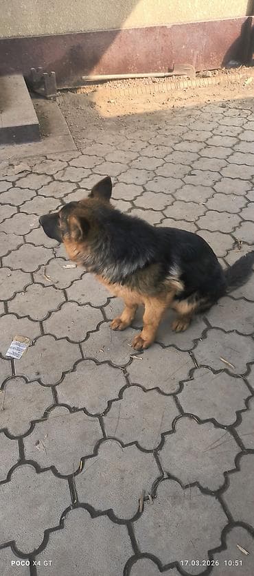 щенки бельгийской овчарки: Щенок немецкой овчарки Продаётся чистопородный щенок Немецкой — 8